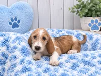Beans, a female Miniature Dachshund for sale in Fort Smith, AR – 1 of 1