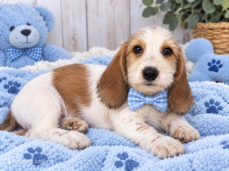 Beaux – Miniature Dachshund puppy for sale in Fort Smith, AR