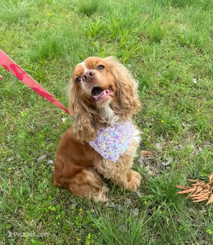 Sky, a female Cocker Spaniel for sale in Fort Smith, AR – 1 of 1