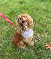 Sky, a female Cocker Spaniel for sale in Fort Smith, AR – 1 of 1