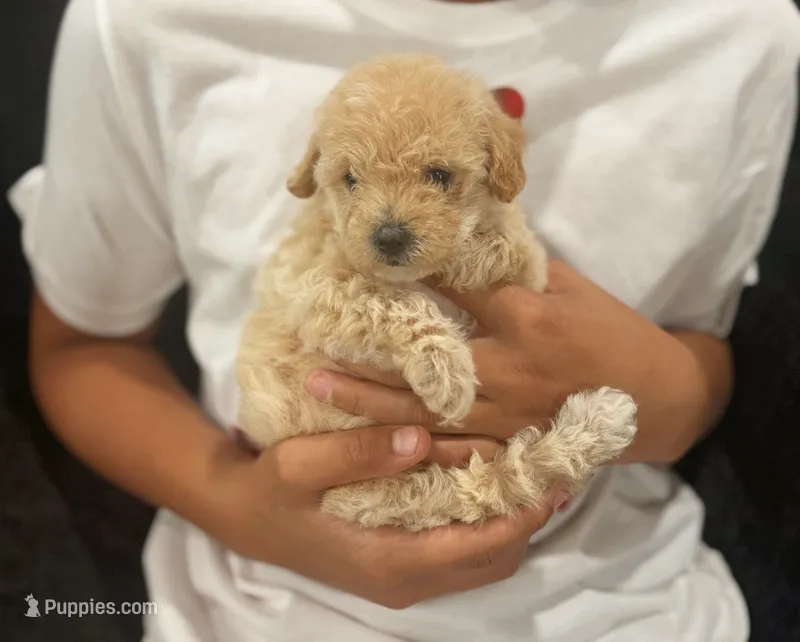 Honey ready today! – Maltipoo puppy for sale in Fort Smith, AR