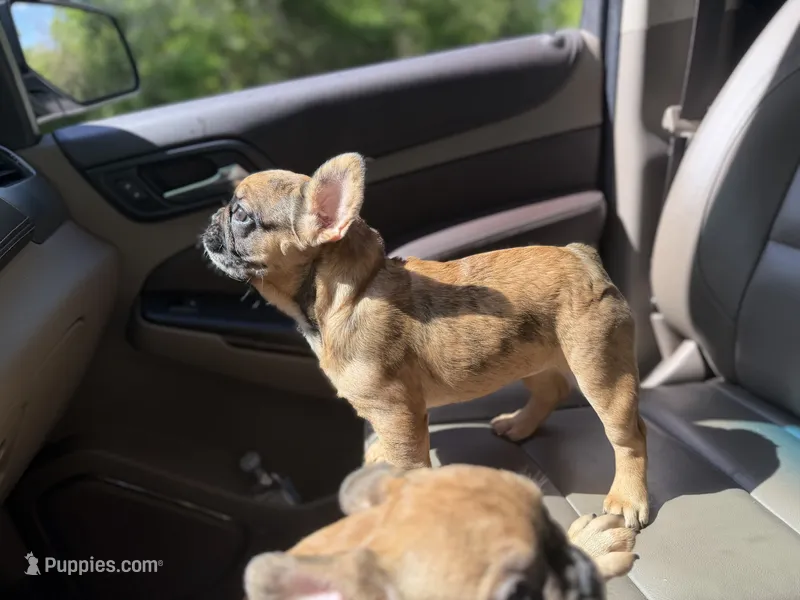 Dior red Merle fluffy girl – French Bulldog puppy on hold in Fort Smith, AR