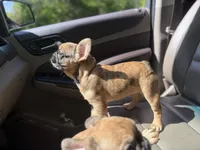 Dior red Merle fluffy girl, a female French Bulldog for sale in Fort Smith, AR – 1 of 3