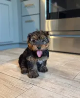 Milly , a female Yorkshire Terrier for sale in Fort Smith, AR – 1 of 3