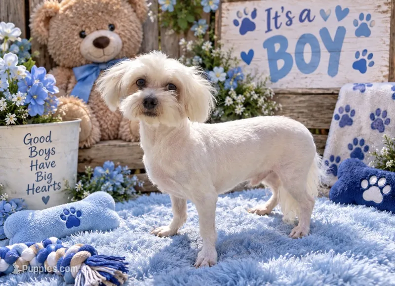 Frosty paws – Maltese puppy for sale in Fort Smith, AR