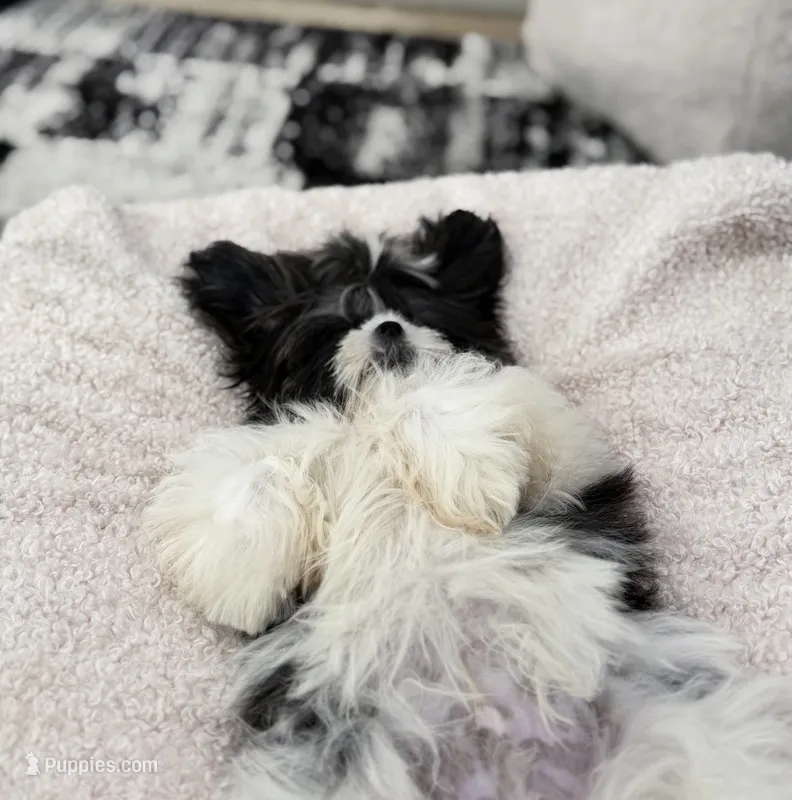Max – Shih Tzu puppy for sale in Fort Smith, AR