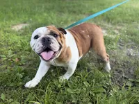 In heat , a female English Bulldog for sale in Fort Smith, AR – 3 of 3