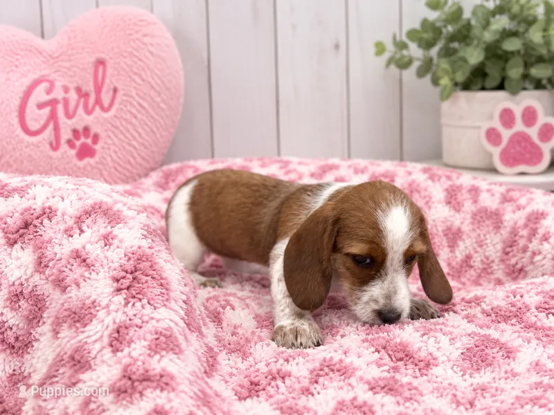 Tilly – Miniature Dachshund puppy for sale in Fort Smith, AR