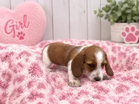 Tilly, a female Miniature Dachshund for sale in Fort Smith, AR – 1 of 1
