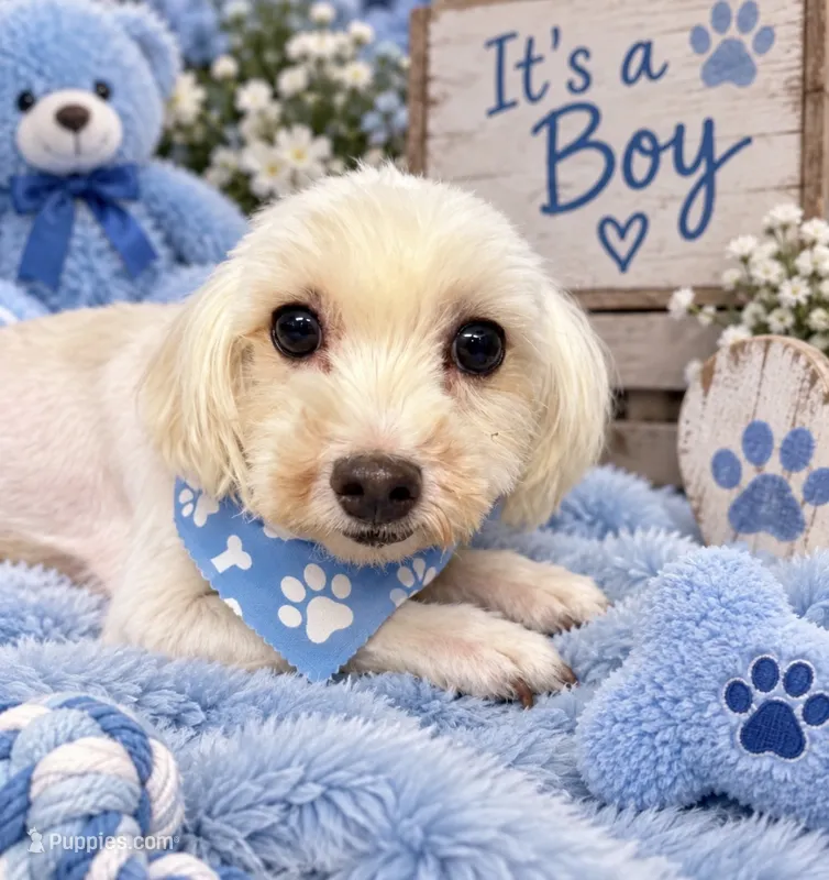 Lucky  – Maltese puppy for sale in Fort Smith, AR