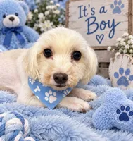 Lucky , a male Maltese for sale in Fort Smith, AR – 1 of 1