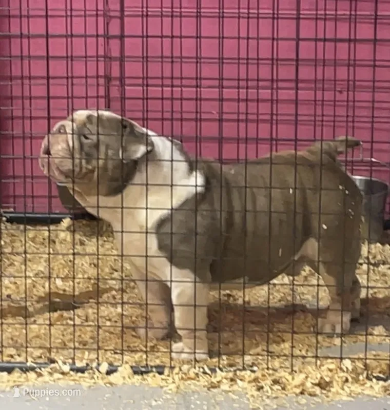 Big Guy United Kingdom lines – English Bulldog puppy for sale in Fort Smith, AR