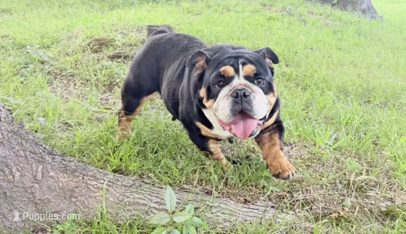 Millie – English Bulldog puppy for sale in Fort Smith, AR
