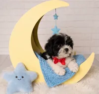 Bean, a male Shihpoo for sale in Fort Smith, AR – 2 of 2