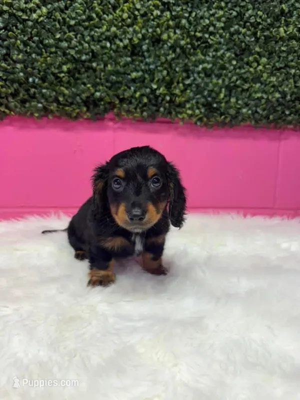 Binx  – Miniature Dachshund puppy for sale in Fort Smith, AR