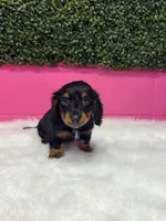 Binx , a male Miniature Dachshund for sale in Fort Smith, AR – 1 of 1