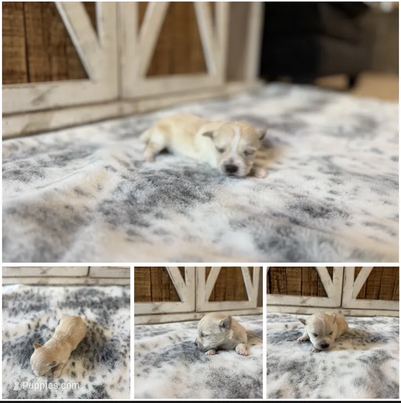 “Leo” Male 3 – Morkie puppy for sale in Fort Smith, AR