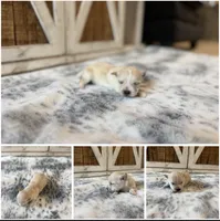 “Leo” Male 3, a male Morkie for sale in Fort Smith, AR – 1 of 1