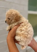 Honey ready today!, a female Maltipoo for sale in Fort Smith, AR – 3 of 3
