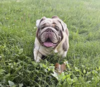 In heat , a female English Bulldog for sale in Fort Smith, AR – 2 of 3