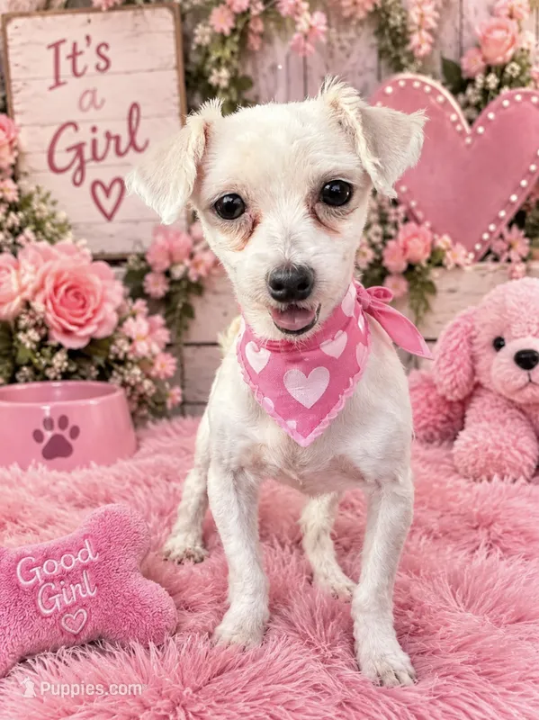 Angel – Maltese puppy for sale in Fort Smith, AR
