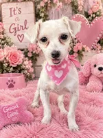 Angel, a female Maltese for sale in Fort Smith, AR – 1 of 1