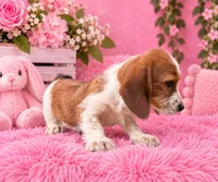 Tilly , a female Miniature Dachshund for sale in Fort Smith, AR – 2 of 2