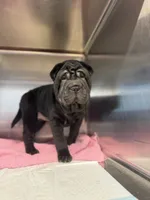 Fat fat , a female Chinese Shar-Pei for sale in Fort Smith, AR – 3 of 5
