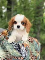 Charlie, a male Cavalier King Charles Spaniel for sale in Fort Smith, AR – 2 of 3