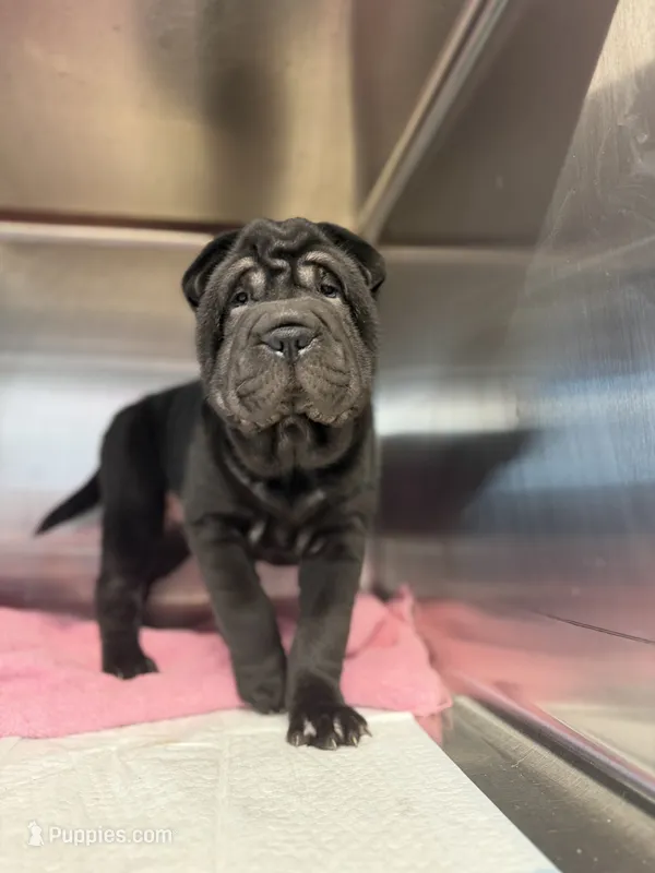 Fat fat  – Chinese Shar-Pei puppy for sale in Fort Smith, AR