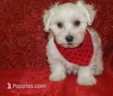 Benny, a male Maltipoo for sale in Fort Smith, AR – 1 of 1