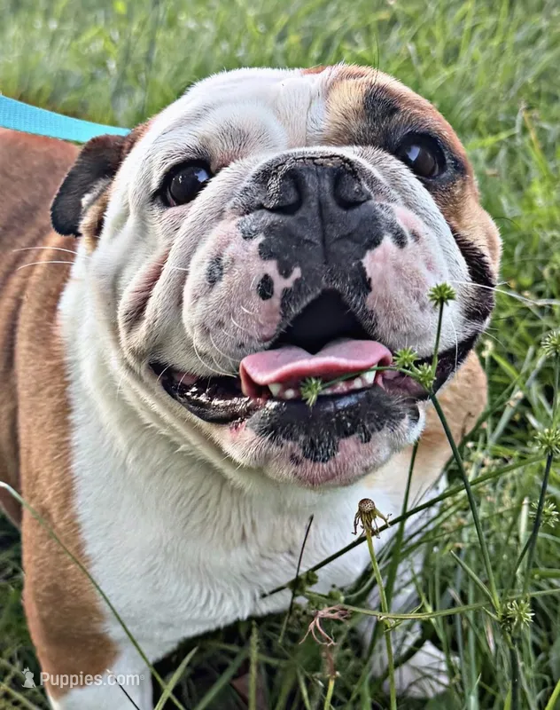 In heat  – English Bulldog puppy for sale in Fort Smith, AR
