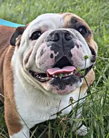 In heat , a female English Bulldog for sale in Fort Smith, AR – 1 of 3