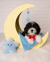 Bean, a male Shihpoo for sale in Fort Smith, AR – 1 of 2