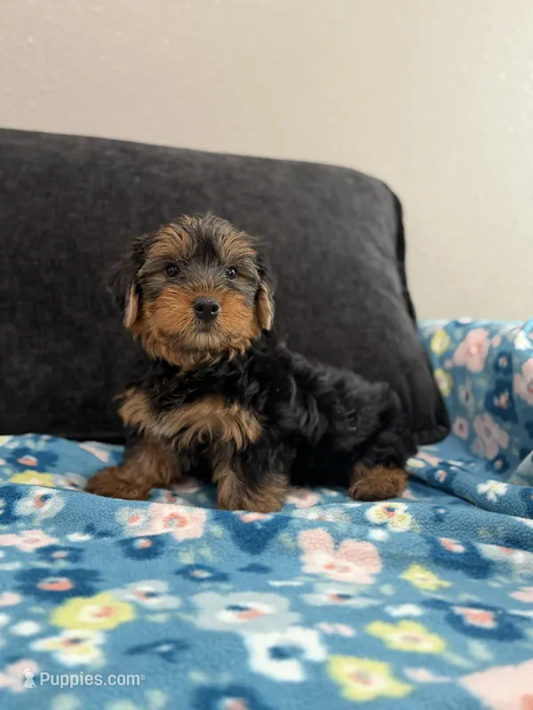 Beau  – Yorkshire Terrier puppy for sale in Fort Smith, AR