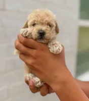Honey ready today!, a female Maltipoo for sale in Fort Smith, AR – 2 of 3