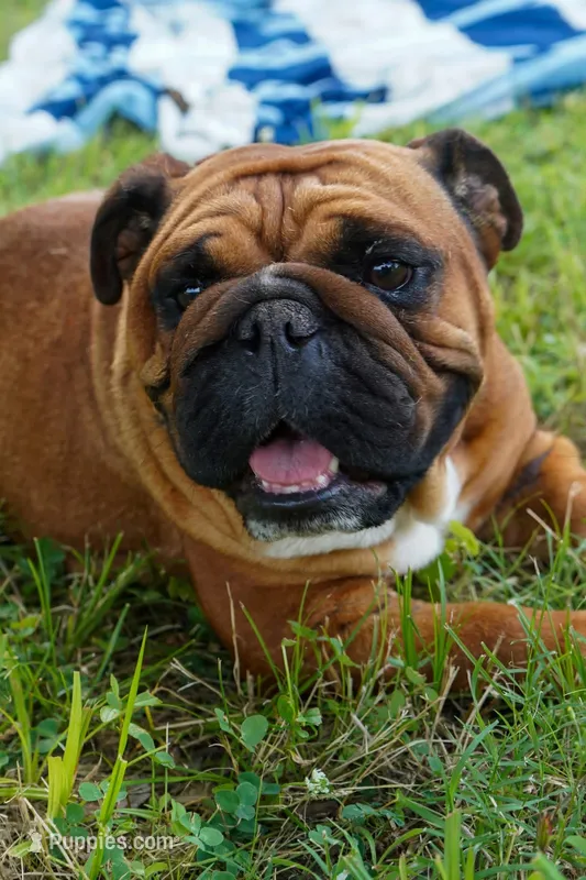 Tiny – English Bulldog puppy for sale in Fort Smith, AR