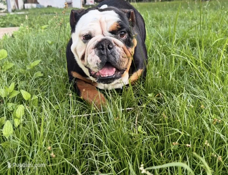 Twinkles – English Bulldog puppy for sale in Fort Smith, AR