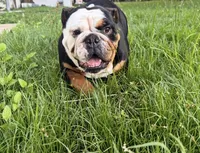 Twinkles, a female English Bulldog for sale in Fort Smith, AR – 1 of 1