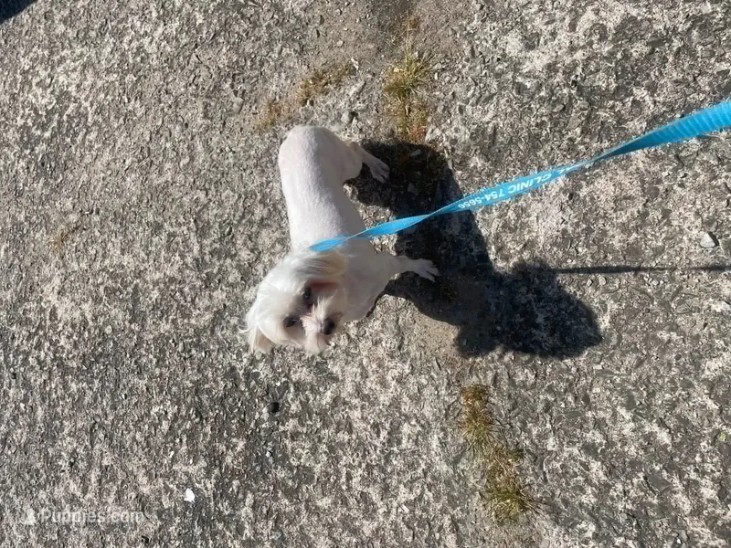 Frosty paws – Maltese puppy for sale in Fort Smith, AR