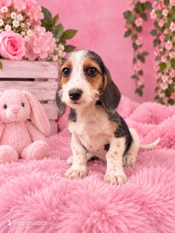 Bella – Miniature Dachshund puppy for sale in Fort Smith, AR