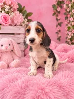 Bella, a female Miniature Dachshund for sale in Fort Smith, AR – 1 of 2