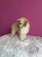 Winnie, a female Poodle - Miniature  for sale in Fort Smith, AR – 2 of 2