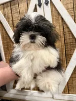 Max, a male Shih Tzu for sale in Fort Smith, AR – 2 of 2