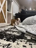 Jelly Roll, a male English Bulldog for sale in Fort Smith, AR – 3 of 3