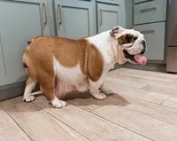 Daisy pet home, a female English Bulldog for sale in Fort Smith, AR – 3 of 3