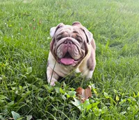 Big Guy United Kingdom lines, a male English Bulldog for sale in Fort Smith, AR – 2 of 2