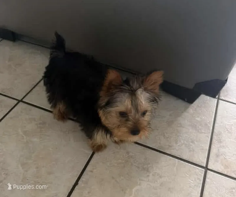 Charlie – Yorkshire Terrier puppy for sale in Fort Smith, AR