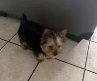Charlie, a male Yorkshire Terrier for sale in Fort Smith, AR – 1 of 1