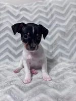 Beaux, a male Chiweenie for sale in Fort Smith, AR – 2 of 3